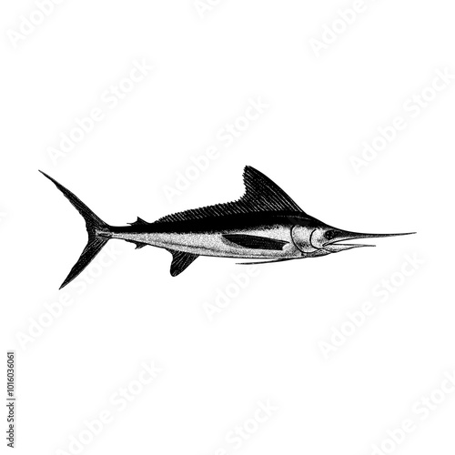 White Marlin hand drawing vector isolated on background.