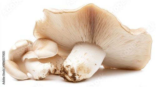 Freshly harvested white mushrooms with delicate gills, showcasing their natural beauty and earthy texture