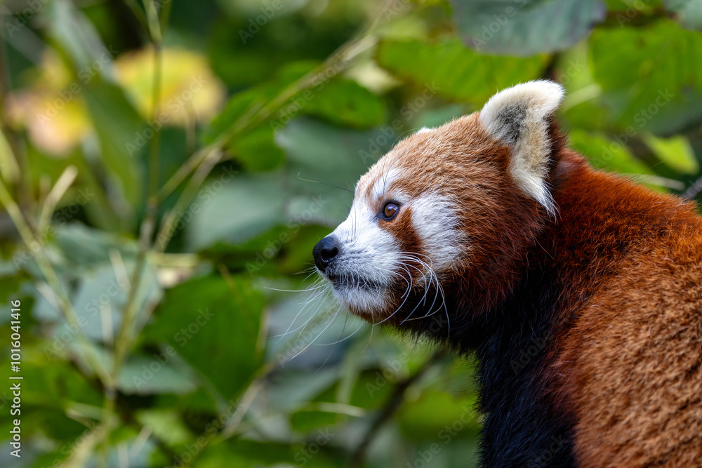 Fototapeta premium Red panda, also known as the lesser panda, firefox or cat-bear, with foliage background and space for text. This creature is indigenous to the Himalayas and China.