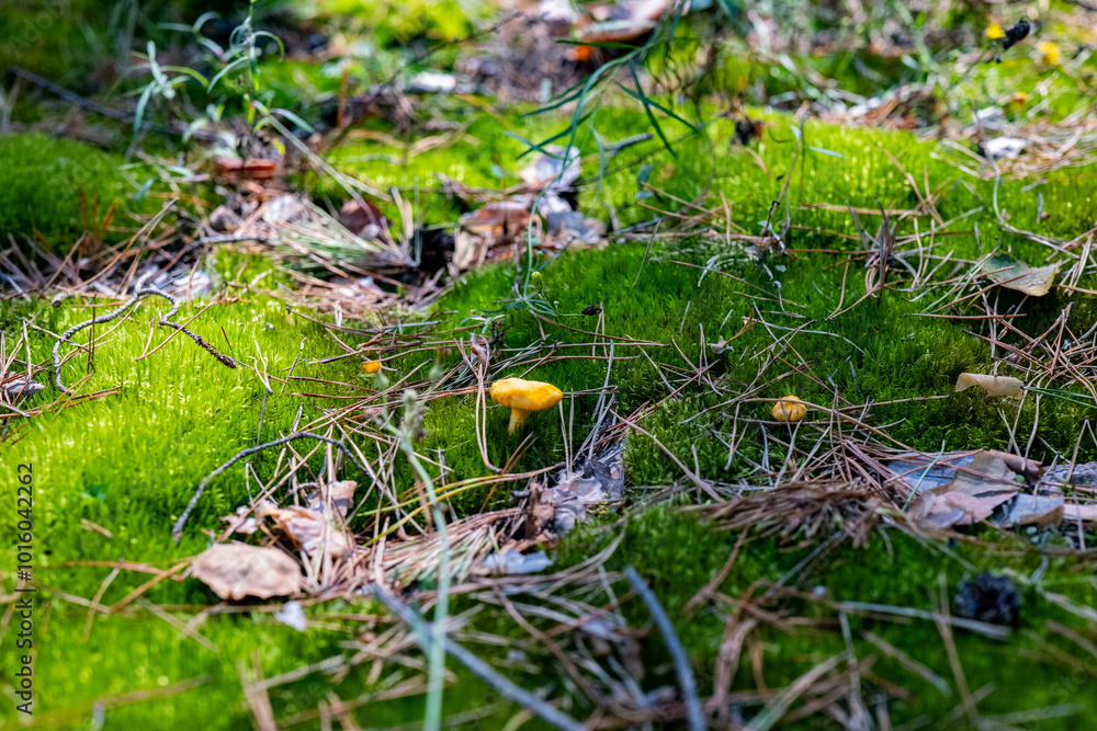 Close-up of small yellow mushrooms growing among green moss and pine needles on a forest floor. Nature photography showcasing autumn season and forest ecosystem Close-up of small yellow mushrooms growing among green moss and pine needles on a forest floor. Nature photography showcasing autumn season and forest ecosystem
