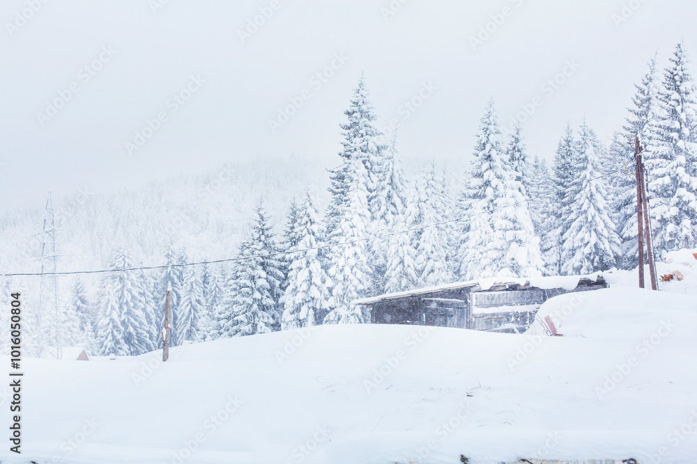 Fototapeta premium Snow covered trees, rural winter background