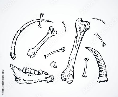 Aged big limb goat pet leg eat white part. Closeup historic retro bull hip lower hunt tool nature element. Line hand drawn old ram sheep skull food logo icon sign sketch as antique man arm art cartoon