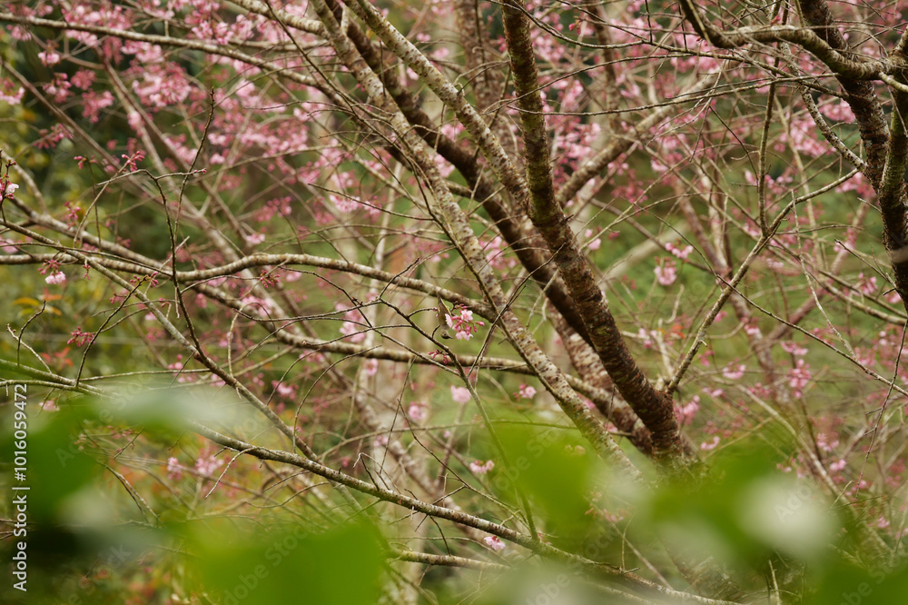 Phaya suae flower or sakura flower in Thailand Phaya suae flower or sakura flower in Thailand