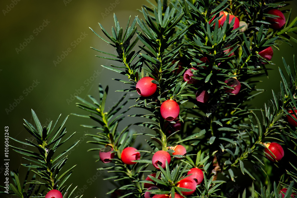Obraz premium Close-up image of common yew berries on lush green needles, highlighting natural beauty