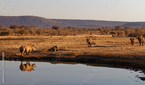 A lone White Rhinoceros stands off with a small herd of African Elephants approaching a Waterhole for a drink at the end of the day.