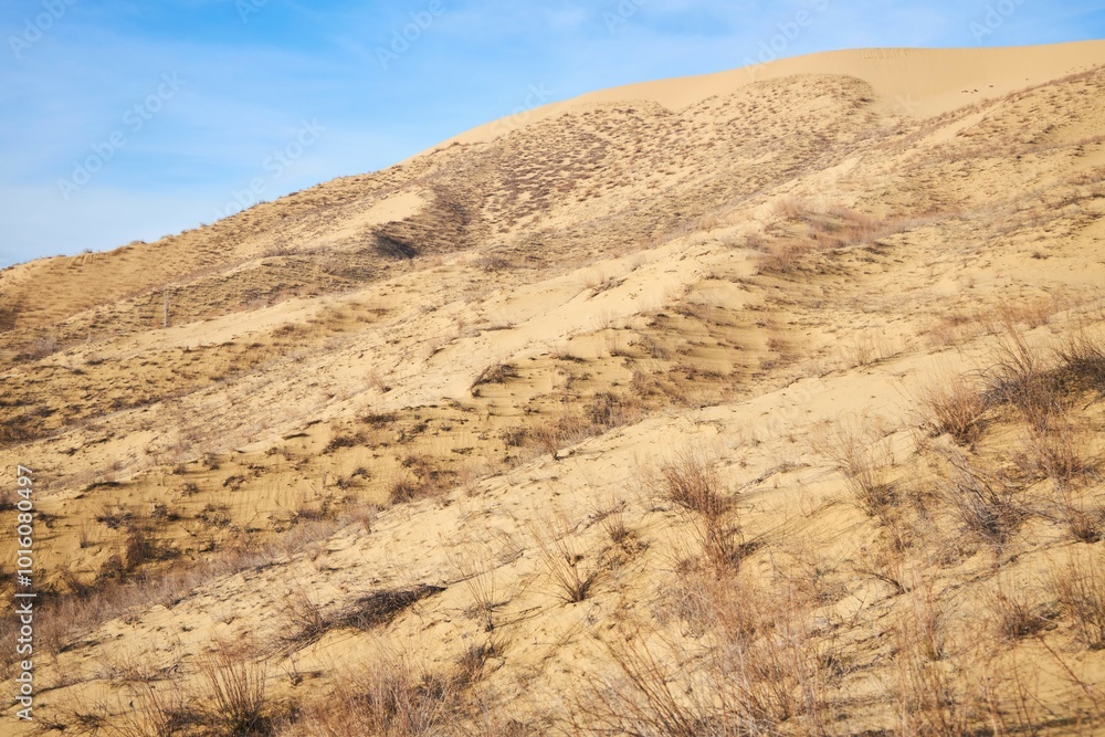 A dry barren desert landscape with rare plants scattered everywhere. The sky is clear and the sun is shining brightly A dry barren desert landscape with rare plants scattered everywhere. The sky is clear and the sun is shining brightly