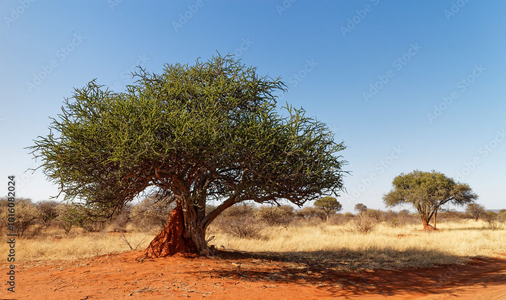 Thornbushes alongside a Track in the Madikwe Game Reserve in South Africa with a Termite Mound growing beside the nearest one. Thornbushes alongside a Track in the Madikwe Game Reserve in South Africa with a Termite Mound growing beside the nearest one.