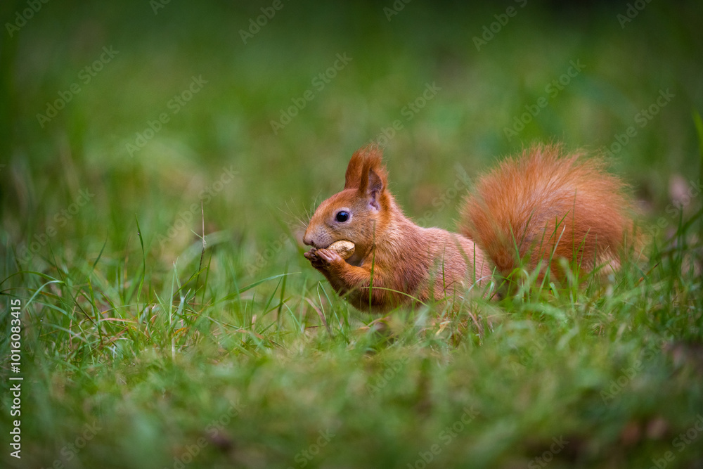 red squirrel in a meadow with a nut red squirrel in a meadow with a nut