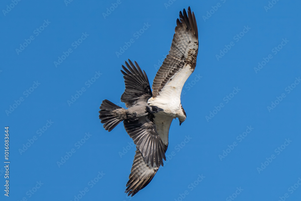 Osprey and hooded crow battling in flight Osprey and hooded crow battling in flight