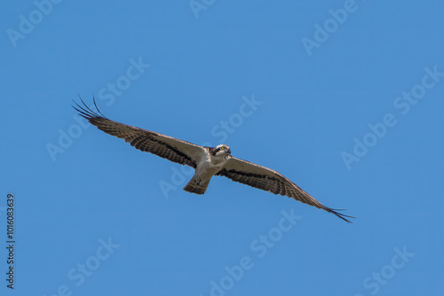 Osprey in flight