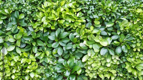 Wallpaper Mural Green Wall, Vertical Garden of Lush Plants. Living Wall, Eco-Friendly Concept, Urban Greenery. Torontodigital.ca