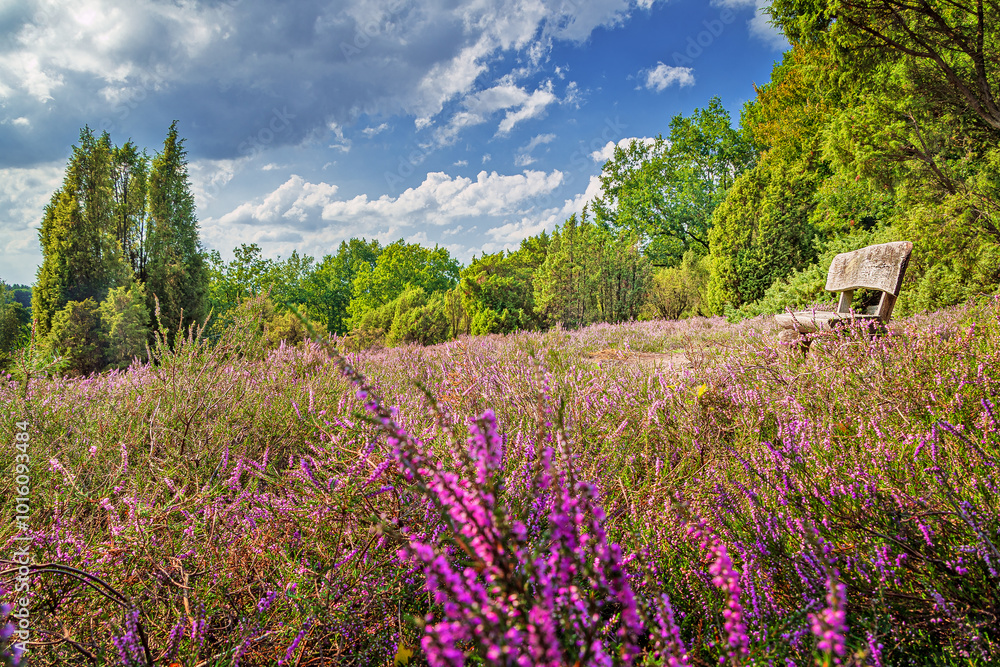 Idyllic place with park bench in the flowering heath near Schneverdingen at Lower Saxony, Germany