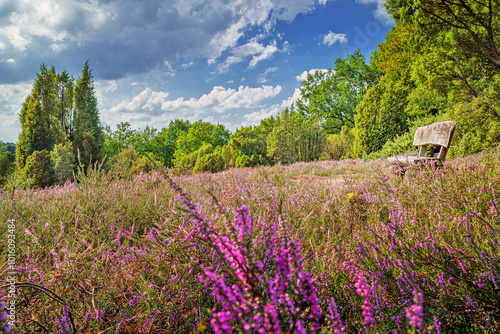 Obraz na płótnie Idyllic place with park bench in the flowering heath near Schneverdingen at Lower Saxony, Germany w salonie