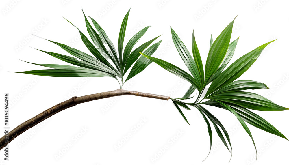 Cut Out Palm Tree Branch with Vibrant Green Leaves Isolated on White Background Cut Out Palm Tree Branch with Vibrant Green Leaves Isolated on White Background