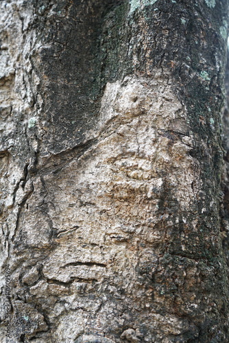 a trunk of tree in the rainforest, close-up angle