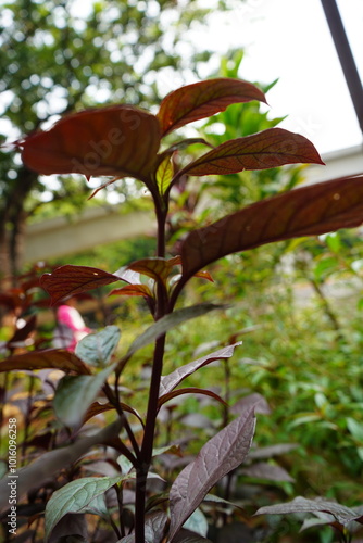 red herbs leaves on the cloudy weather rainforest on October, 2024