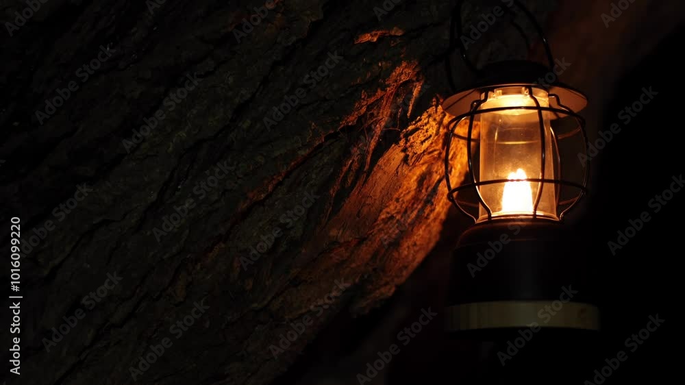 A lamp on a tree, it illuminates the bark of the tree. Mysterious scene, close-up of a lantern hanging in the forest. A lamp on a tree, it illuminates the bark of the tree. Mysterious scene, close-up of a lantern hanging in the forest.