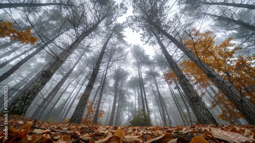 Tall Trees in a Misty Forest with Fallen Autumn Leaves photo