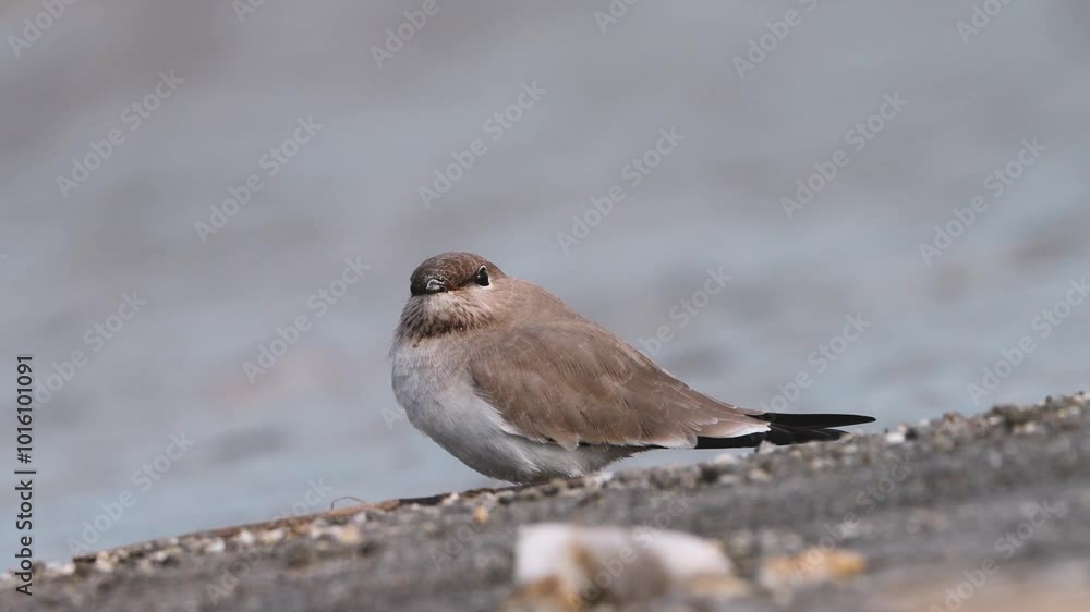 Small Pratincole (Glareola lactea) . The Small Pratincole is a small wader bird, found near rivers and wetlands in South Asia, known for its agile flight. Small Pratincole (Glareola lactea) . The Small Pratincole is a small wader bird, found near rivers and wetlands in South Asia, known for its agile flight.