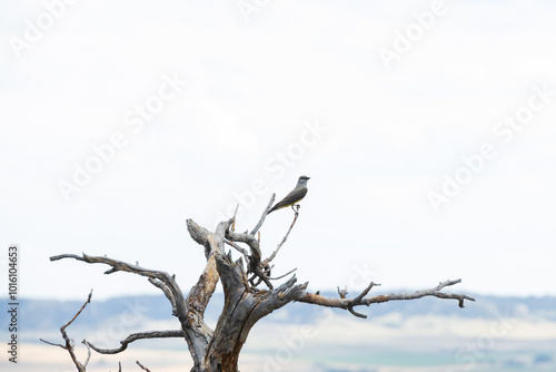 Bird with yellow belly on a tree branch