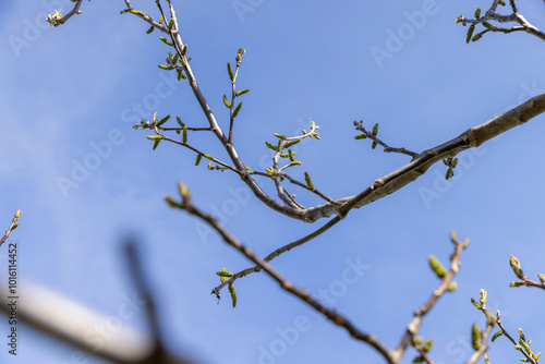 sunny weather in an orchard with walnuts