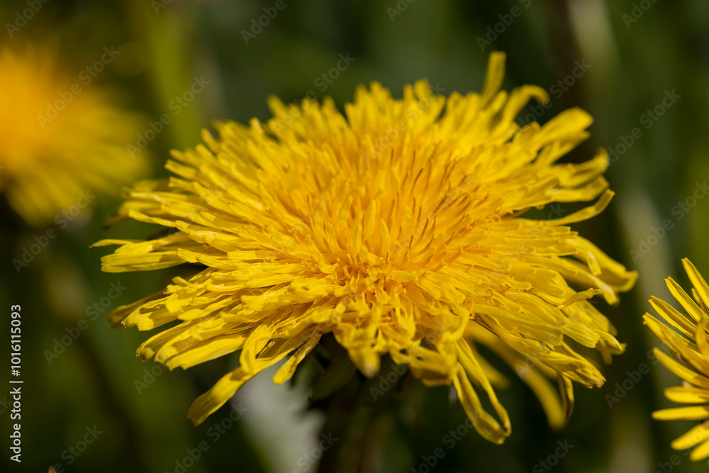 dandelions blooming in the green grass in spring dandelions blooming in the green grass in spring