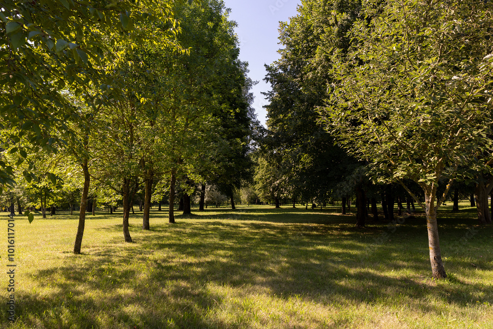 Naklejka premium different deciduous trees in a mixed park in summer