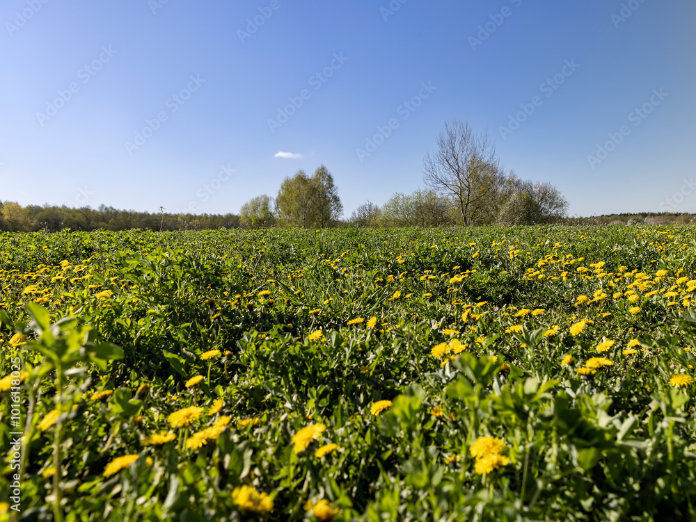 blooming yellow dandelions in the spring in the field blooming yellow dandelions in the spring in the field