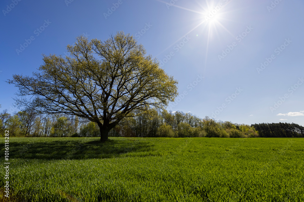 Fototapeta premium a tree growing in a field with green wheat