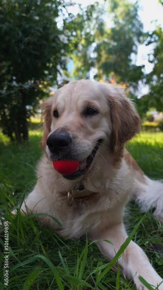Close-up shot of a golden retriever playing with a ball in the park. He holds it in his teeth and then throws it on the ground. Close-up shot of a golden retriever playing with a ball in the park. He holds it in his teeth and then throws it on the ground.