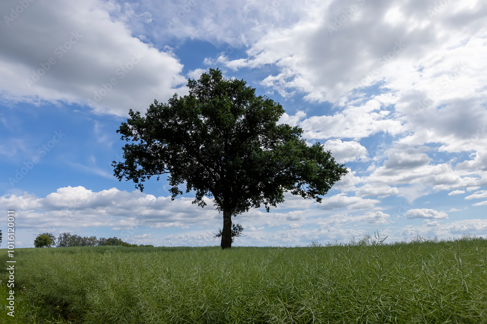 a tree growing in a rapeseed field in cloudy weather a tree growing in a rapeseed field in cloudy weather
