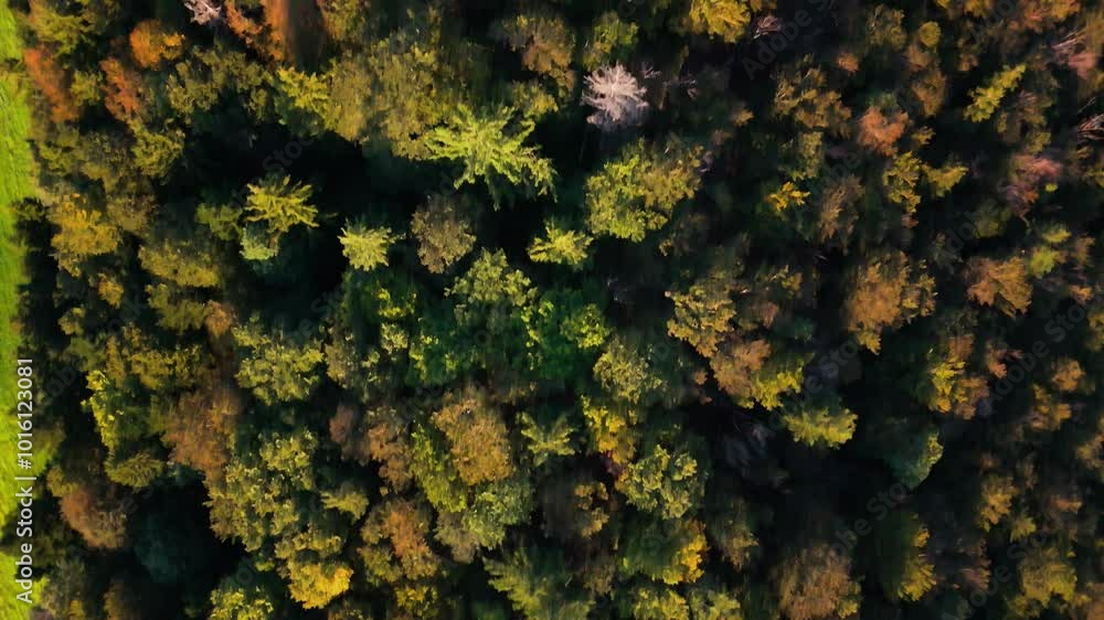 Flight over the forest close to Belchflue in Basel Switzerland Flight over the forest close to Belchflue in Basel Switzerland