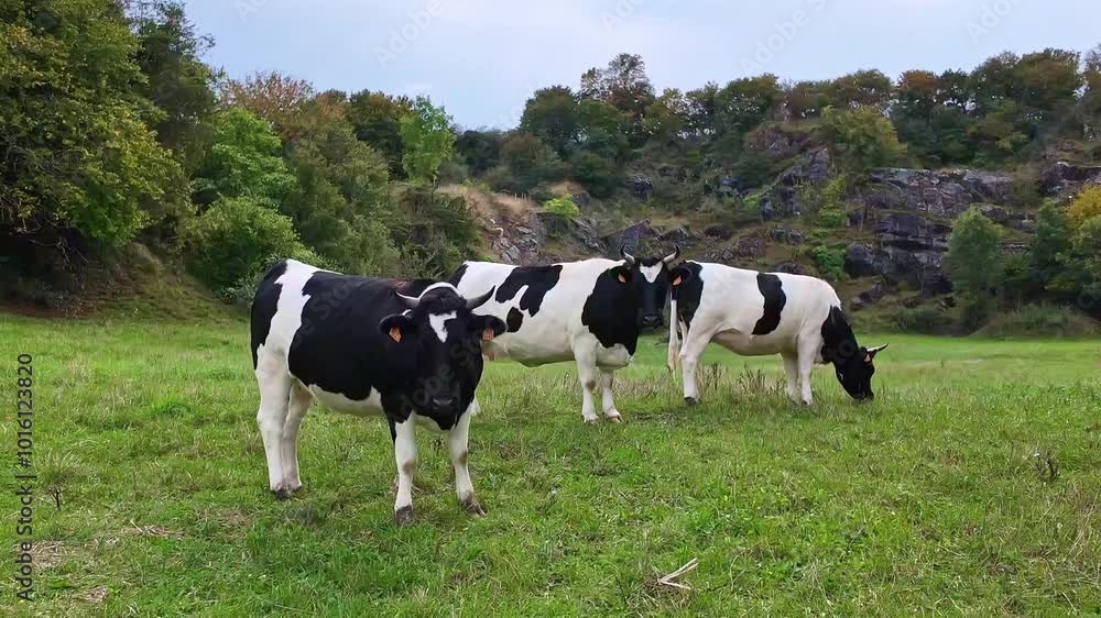 Three friesian cows grazing. Static view Three friesian cows grazing. Static view