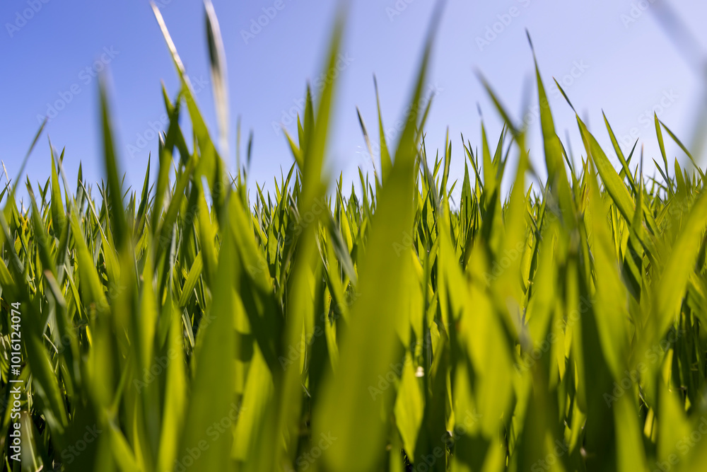 Fototapeta premium green wheat in the agricultural field in spring