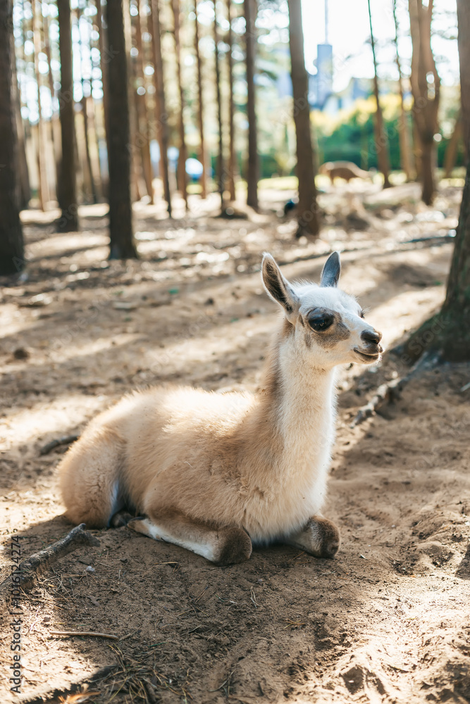 The young llama, with light beige fur and darker areas around its face, relaxes on the ground in a wooded area The young llama, with light beige fur and darker areas around its face, relaxes on the ground in a wooded area