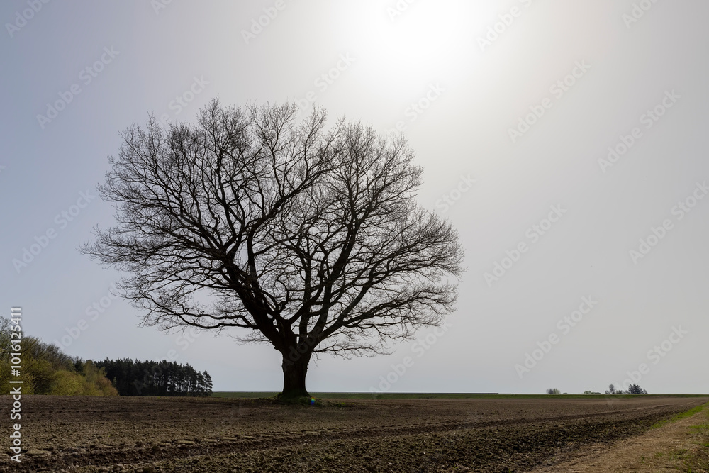 a plowed field on which a lone oak tree grows a plowed field on which a lone oak tree grows