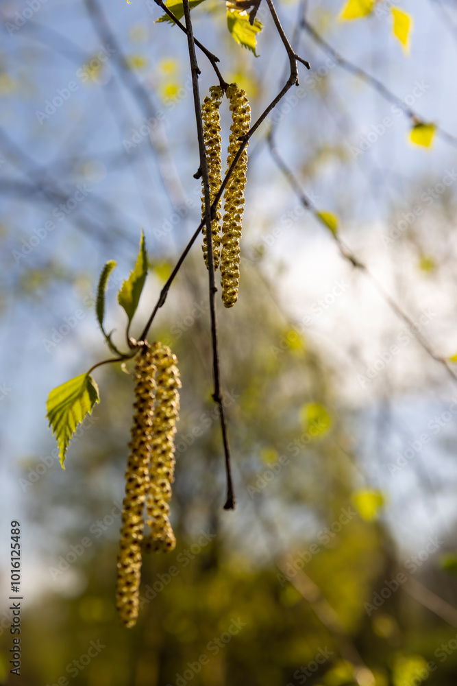 foliage and flowers of the birch tree in spring foliage and flowers of the birch tree in spring