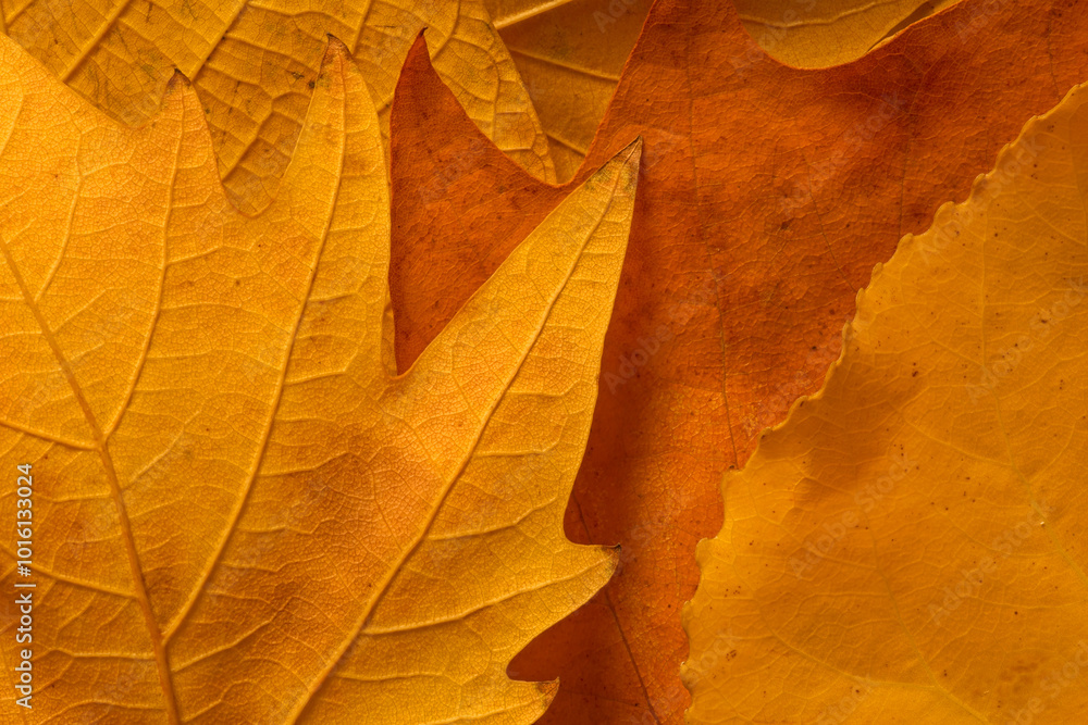 close up of yellow and orange dry autumnal leaves close up of yellow and orange dry autumnal leaves