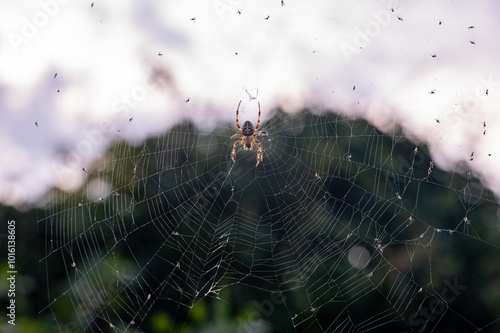 A spider in the web with some caught flies photo