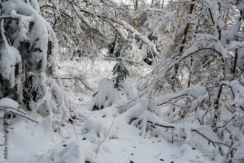 Branches of trees full of snow