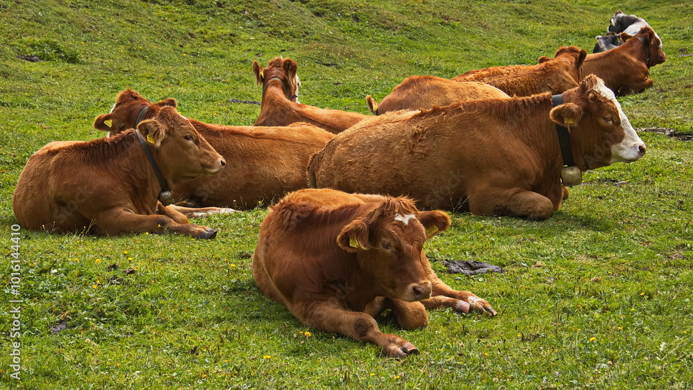 Cattle at Gaistalalm in Gaistal at Leutasch, Tyrol, Austria, Europe
Cattle at Gaistalalm in Gaistal at Leutasch, Tyrol, Austria, Europe