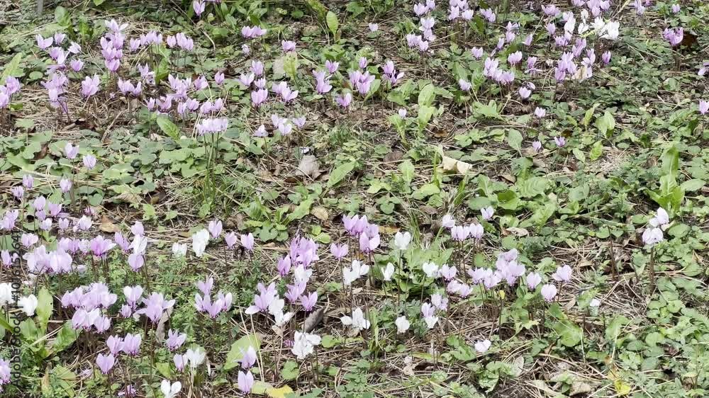 Cyclamen Cyclamen