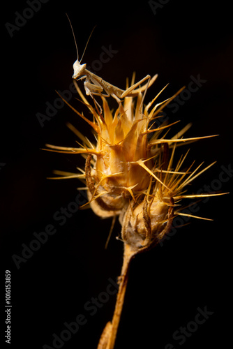 Iberian Praying Mantis Perched on a Thistle - Macro Photography photo