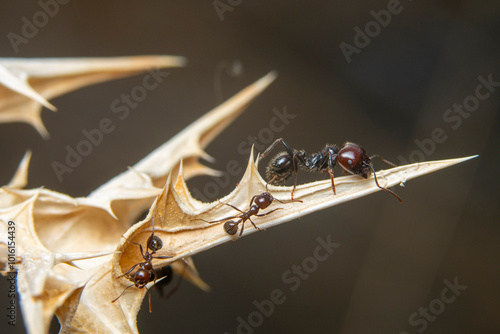 Wallpaper Mural Macro shot of ants on a thorny twig Torontodigital.ca