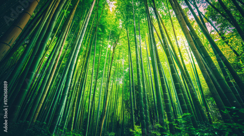 A dense bamboo forest with tall, green stalks stretching towards the sky, creating a serene, nature-filled atmosphere ideal for nature and travel themes, environmental awareness