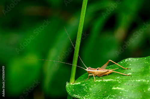 grasshopper on a leaf