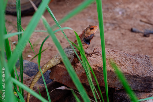 red chameleon lizard with a black neck in the tropics