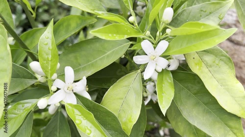 Orangenbluete, Citrus sinensis photo