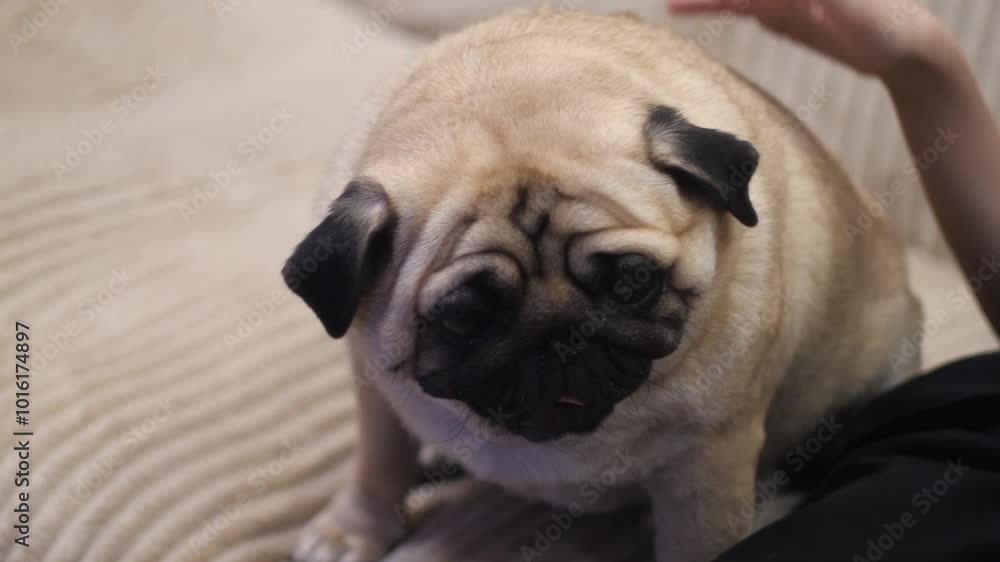 cute loyal pug petted by owner's child, friendship between children and dogs, child's hand petting purebred pug at home cute loyal pug petted by owner's child, friendship between children and dogs, child's hand petting purebred pug at home