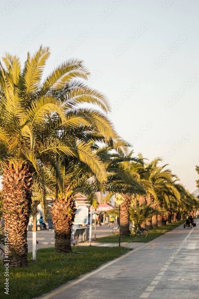 Obraz premium A line of tall palm trees in Batumi stretches along a sunny promenade, casting shadows on a quiet pedestrian and bike path
